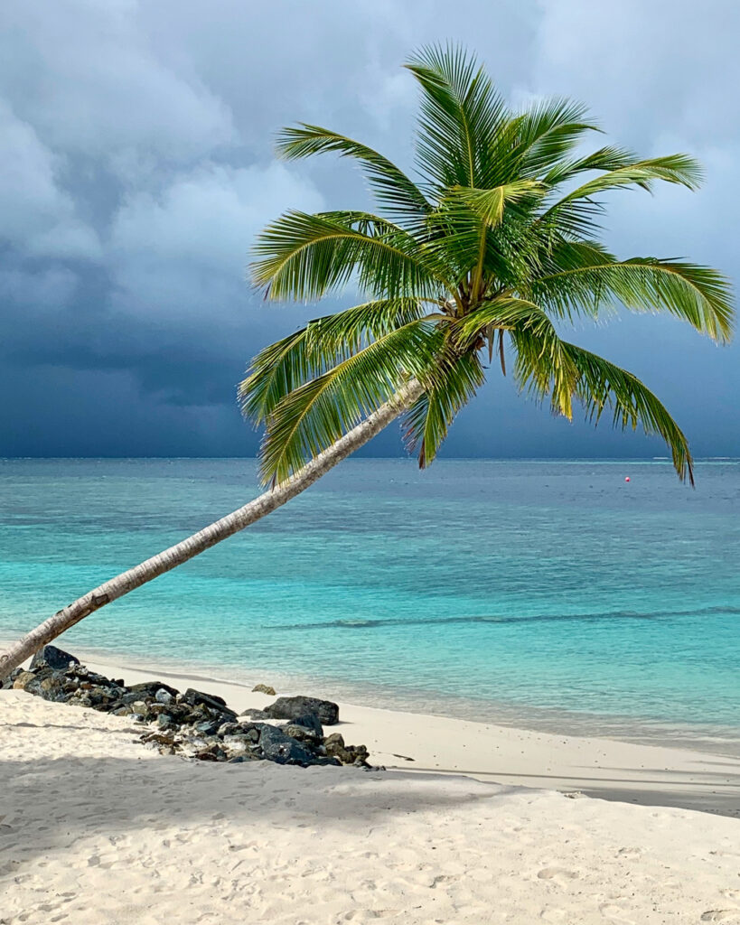Maldives Beach Palm Tree